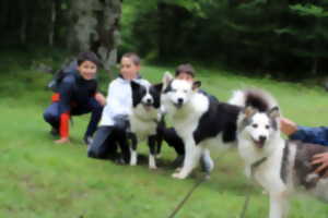 photo Randonner avec un chien nordique à Oloron Sainte-Marie