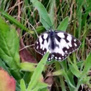 photo Sortie nature : Drôles de bêtes aux carrières