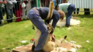 photo Foire aux moutons de Jobourg