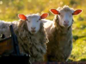 photo Comice agricole