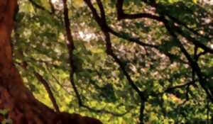 photo Les Arbres et Haies Champêtres