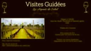 photo Visites guidées du vignoble 