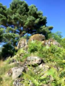 photo Sortie nature sur la lande des Pierres du Mas