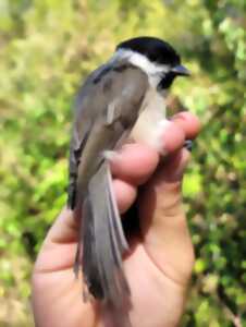 photo Baguage des oiseaux  migrateurs