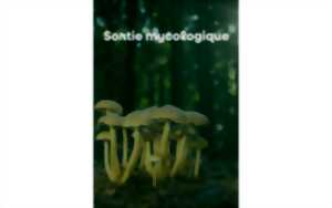 photo Sortie mycologique