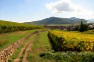 photo Club vosgien : Le sentier du Vignoble à Turckheim