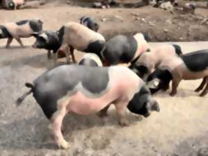 photo Un cochon bien de chez nous !