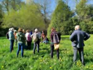 photo Sortie plantes sauvages comestibles