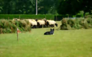 photo Concours de chiens de bergers