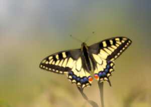photo Sortie nature - Le jour des papillons