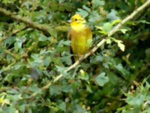 photo Sorties oiseaux des bords de Loire : Concerts, gazouillis et autres symphonies d’oiseaux