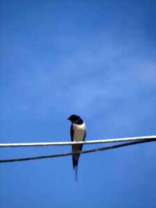 photo Sorties oiseaux des bords de Loire : on me nomme oiseau, qui suis-je ?