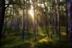 photo Randonnée en forêt de Chizé