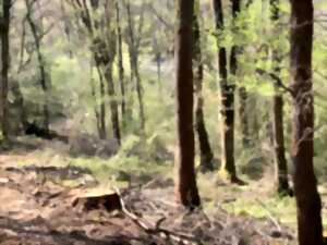 photo Refuge de fraîcheur, venez découvrir la vie secrète des forêts