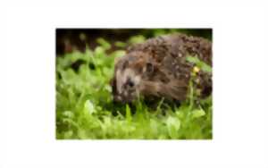 photo Sortie nature - Sur les chemins verts du Hérisson