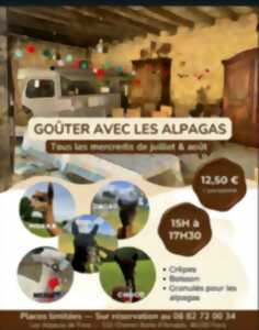 photo Goûter avec les alpagas