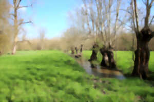 photo Sortie nature : Les Orthoptères du Marais de Saint-Hilaire-la-Palud