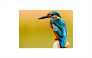 photo Sortie nature - Le Gave, rive des oiseaux