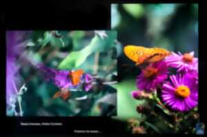 photo EXPOSITION : LES PAPILLONS