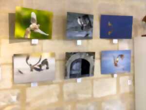 photo Exposition photo 
