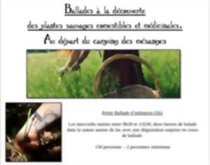 photo Balade à la découverte des plantes sauvages comestibles et médicinales