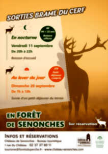 photo Sorties - Brame du Cerf