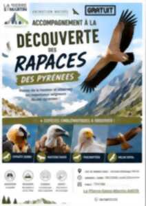 photo Accompagnement à la découverte des rapaces des Pyrénées