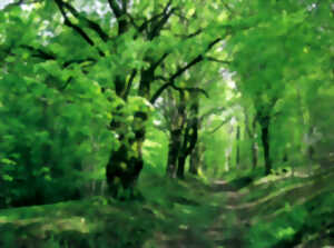 photo Dessiner avec la nature