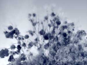 photo Atelier : Cyanotype