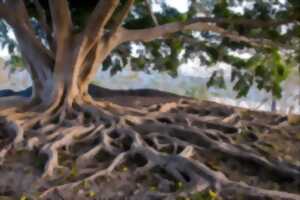 photo Playlist Arbres et nature