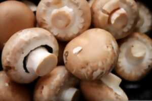 Permaculture et Champignonnière