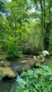 Balade sensorielle et relaxation - Entre eau et forêt