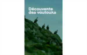 Découverte des vautours
