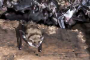 Nuit des chauves-souris