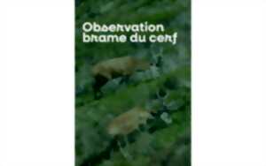 Sortie nature à l'écoute du brame du cerf