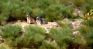 BAIN DE NATURE EN HAUT CONFLENT, PETITE RANDONNEE AVEC PASSCANIGO