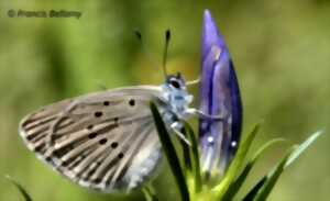 Comptage des œufs du papillon Azuré des Mouillères dans les Landes de la Feuillie et de Muneville-le-Bingard