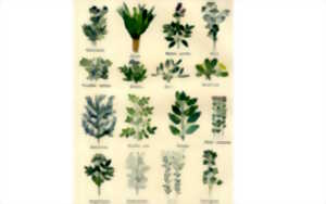 Atelier tisanes et herbes médicinales