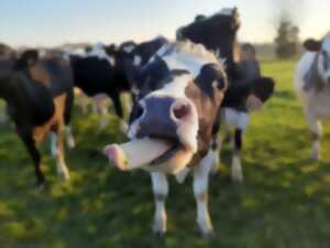 Visite de la ferme de Blas'lait