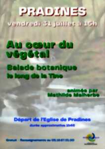 Balade botanique : Au cœur du végétal