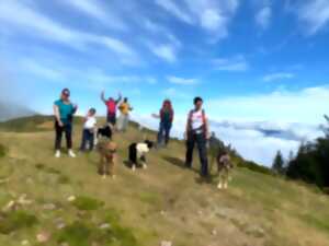 Randonner avec un chien nordique à La Pierre Saint-Martin