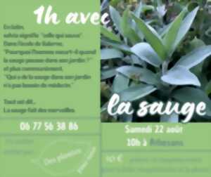 La sauge - Atelier Des plantes pour nous