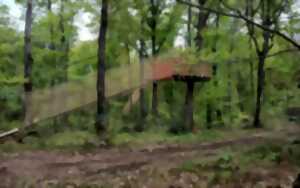 Nocturnes du Wood Parc
