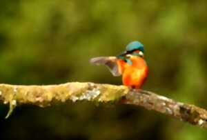 Balade ornitho