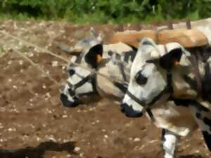 Démonstrations : La traction animale agricole au Néolithique