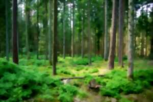 photo Rendez-vous nature : Bain de Forêt