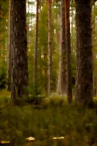 photo Rendez-vous nature : Bin de forêt
