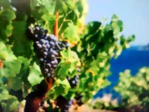 photo INSTANT VIGNERON AVEC DÉGUSTATION