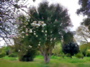Animation : les arbres d’ornement adapte´s au changement climatique - Arboretum de la Petite Loiterie