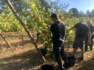 photo Atelier taille de la vigne : découvrez les gestes du vigneron